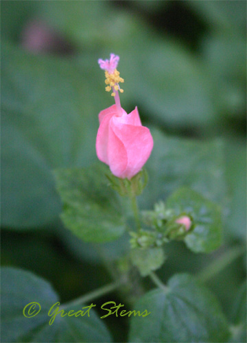 pinkturkscap09-15-09.jpg