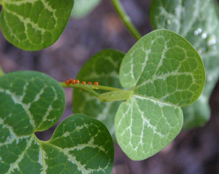 pipevineeggsb06-23-09.jpg