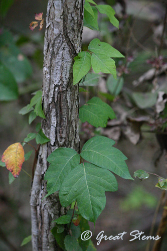 poisonivy11-14-10.jpg