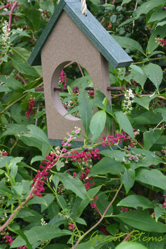 pokeweed09-21-09.jpg