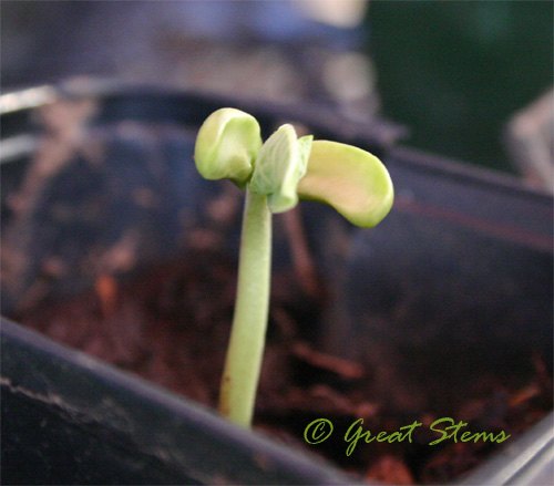 polebeanseedling09-01-09.jpg