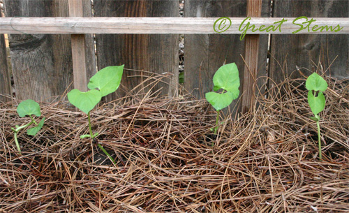 polebeanseedlings09-01-09.jpg