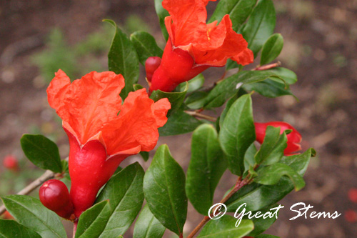 pomegranate05-08-10.jpg