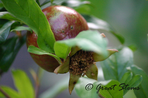 pomegranate06-29-10.jpg