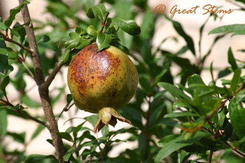 pomegranate09-09-10.jpg