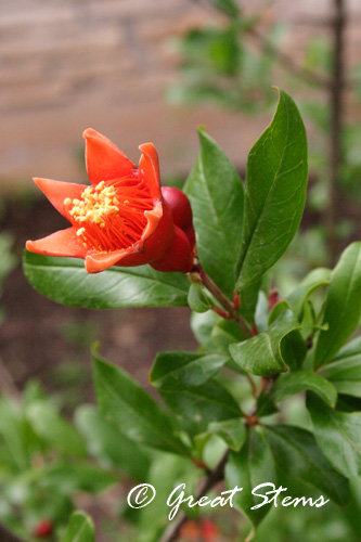 pomegranateb05-08-10.jpg