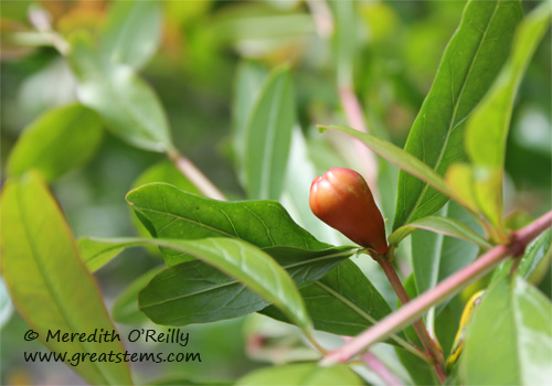 pomegranatebud03-19-12.jpg