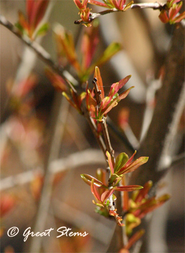 pomegranatebudsa03-04-11.jpg