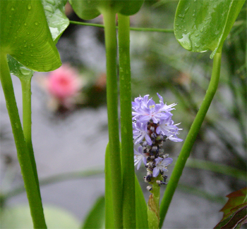 pondplant07-02-09.jpg