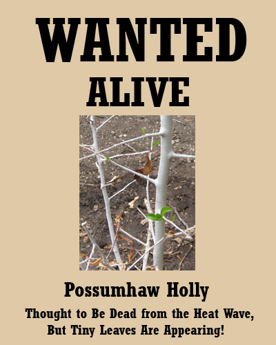 possumhaw07-29-09.jpg