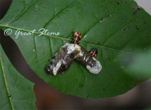 predatorystinkbugs06-13-10.jpg