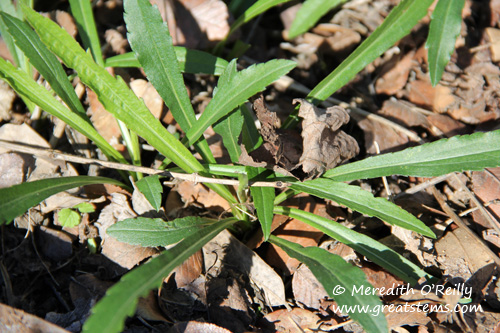 goldenrod01-27-12.jpg