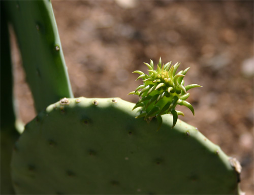 pricklypear.jpg