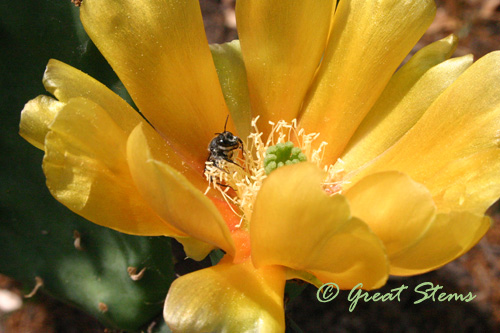 pricklypear04-23-11.jpg