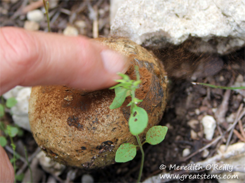 puffballb04-07-12.jpg