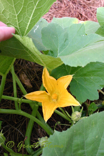 pumpkinmaleflower08-12-09.jpg