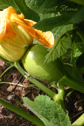 pumpkinovary09-18-09.jpg