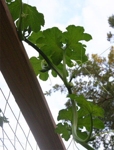 pumpkinplant09-06-09.jpg