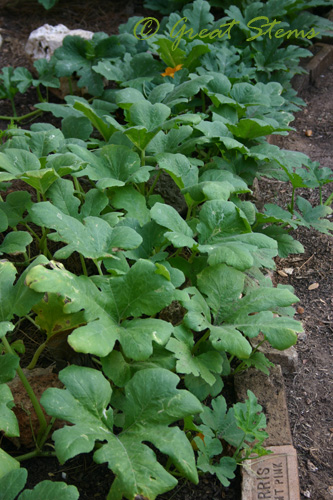 pumpkinplants09-01-09.jpg