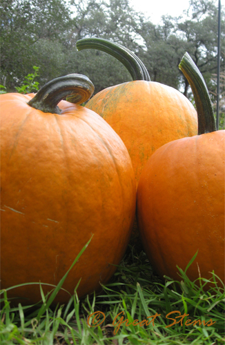 pumpkins10-26-09.jpg