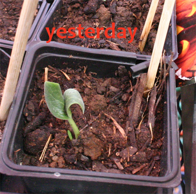 pumpkinseedling07-08-09.jpg