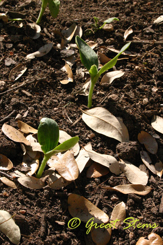 pumpkinseedlings03-14-10.jpg