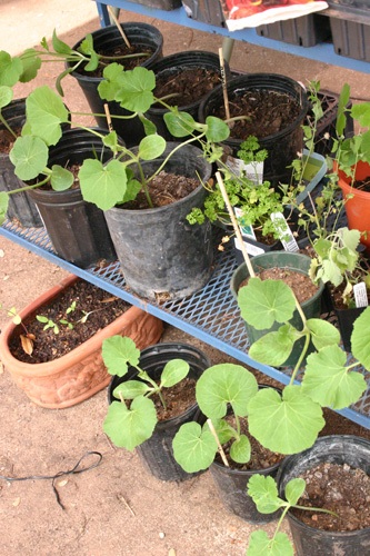 pumpkinseedlings07-20-09.jpg