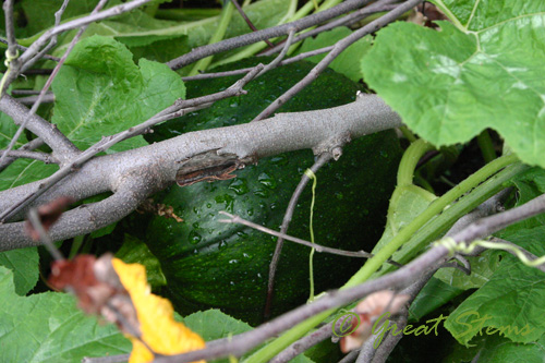 pumpkintreea09-29-09.jpg