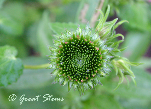 purpleconeflower05-27-10.jpg