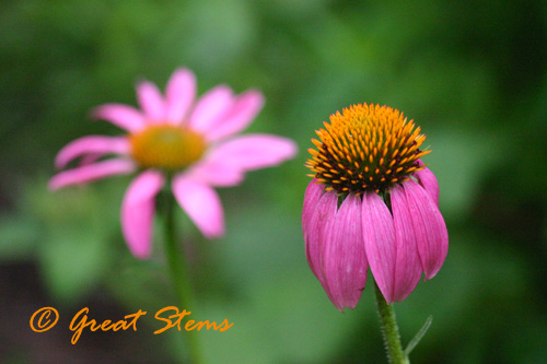 purpleconeflower06-04-10.jpg