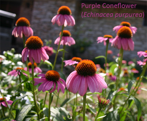 purpleconeflower06-15-09.jpg