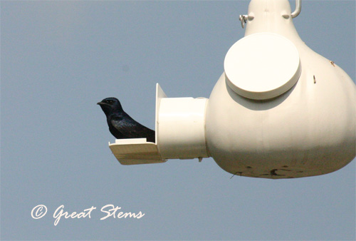 purplemartin04-14-11.jpg