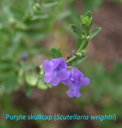 purpleskullcap06-15.jpg