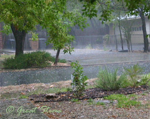 rain07-30-09.jpg