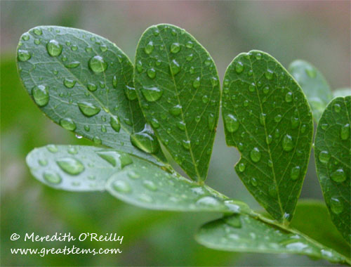 rainonlaurel11-08-11.jpg