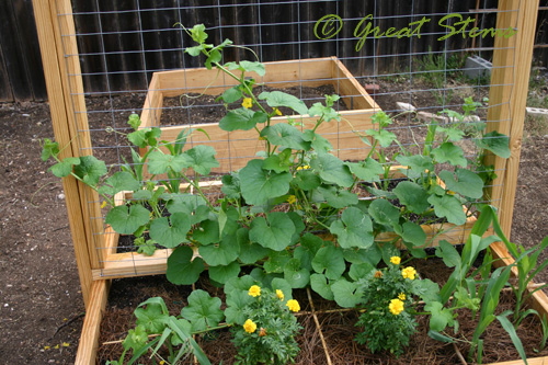 raisedbed08-12-09.jpg