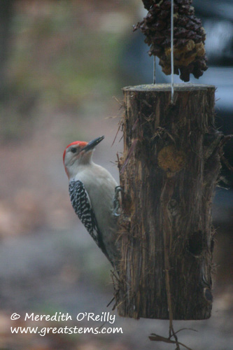 rbwoodpecker01-09-12.jpg