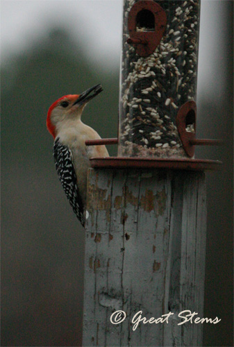 rbwoodpecker02-20-11.jpg