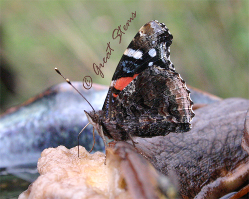 red admiral.jpg