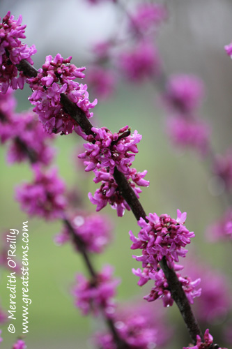 redbud03-10-12hornsby.jpg