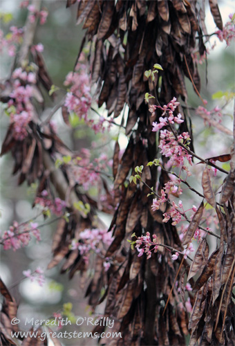 redbud03-11-12.jpg