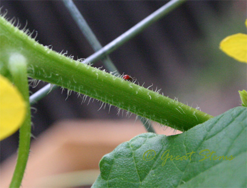 redbug08-12-09.jpg