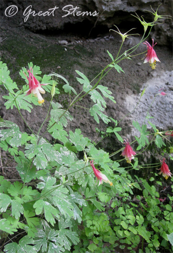 redcolumbine05-02-10.jpg