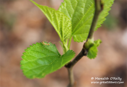 redmulberry02-01-12.jpg