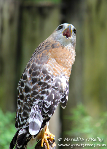 redshhawk03-16-12.jpg