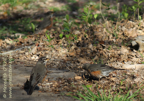 robins03-02-12.jpg