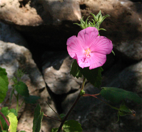 rockrose06-05.jpg