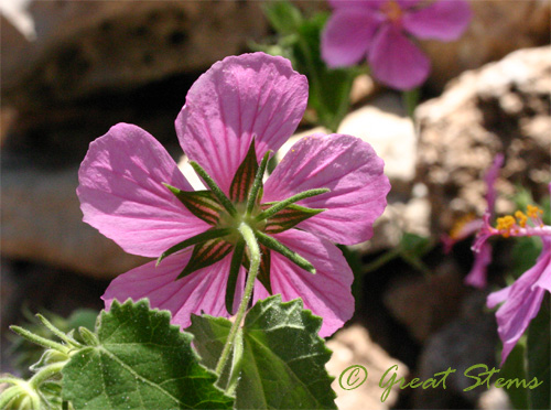 rockroseb08-09-09.jpg