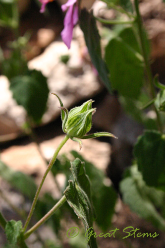 rockrosee08-09-09.jpg