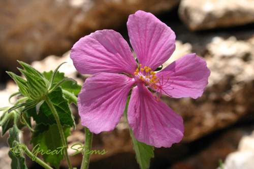 rockroseg08-09-09.jpg